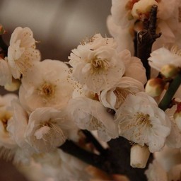 梅