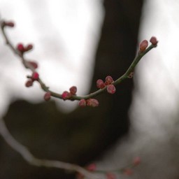 梅