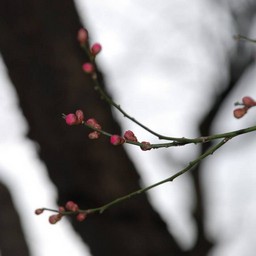 梅