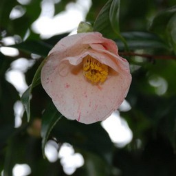 椿