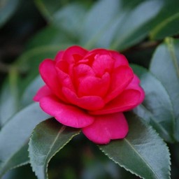 椿