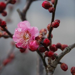 梅