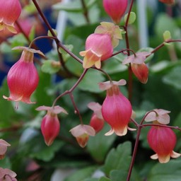 ピンクの花