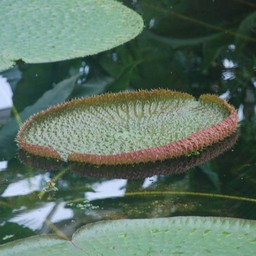 葉
