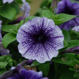 紫の花
