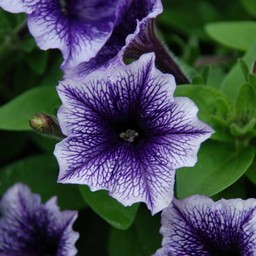 紫の花