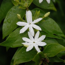 白い花