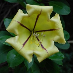黄色い花