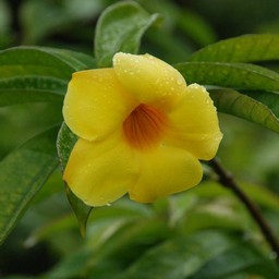 黄色い花