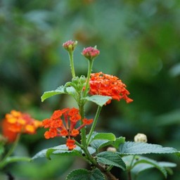 オレンジの花