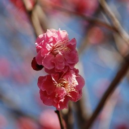 梅