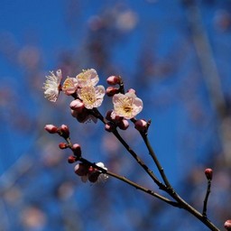 梅