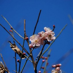梅