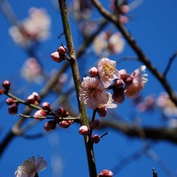 梅
