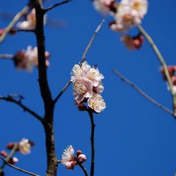 梅