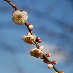 梅