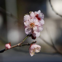 梅