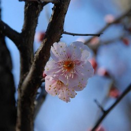 梅