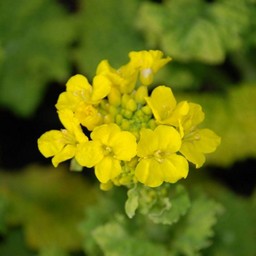 菜の花