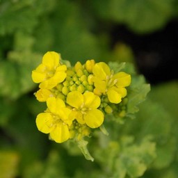 菜の花