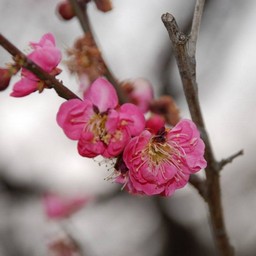 梅