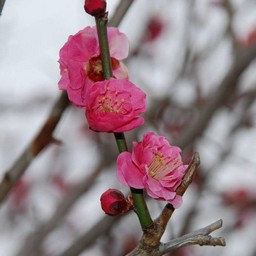 梅