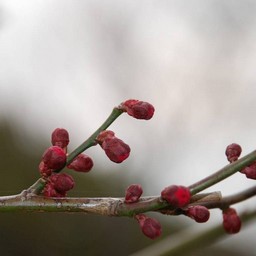 梅