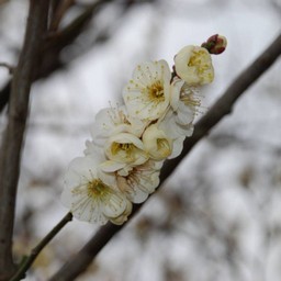 梅