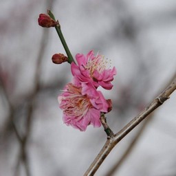 梅