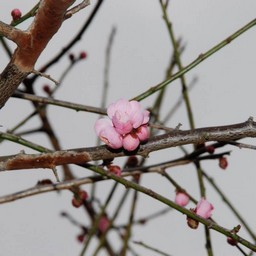梅