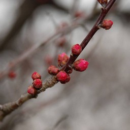 梅