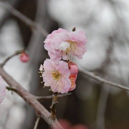 梅