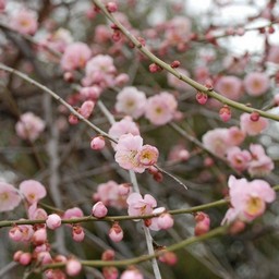 梅