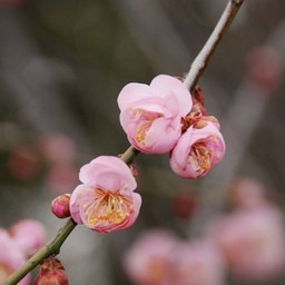 梅