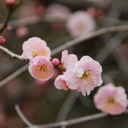 梅