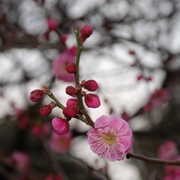 梅
