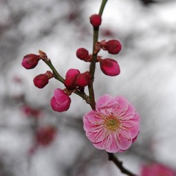 梅
