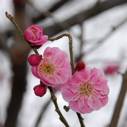 梅