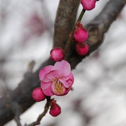 梅