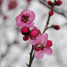 梅