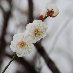 梅