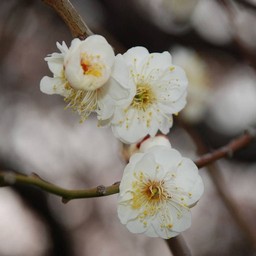 梅