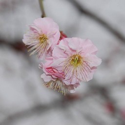 梅