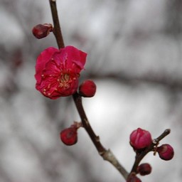 梅