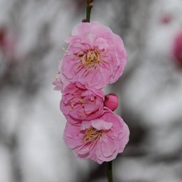 梅