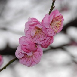 梅