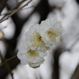 梅