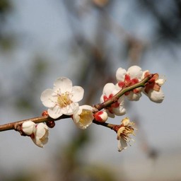 梅
