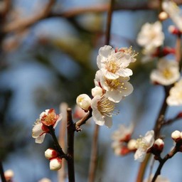 梅