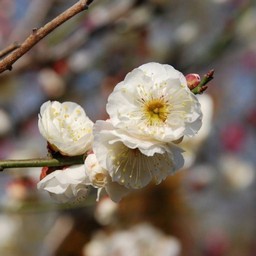 梅